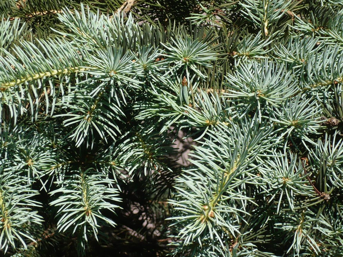 Image of Picea pungens f. glauca specimen.