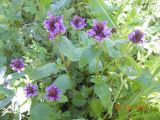 Prunella vulgaris