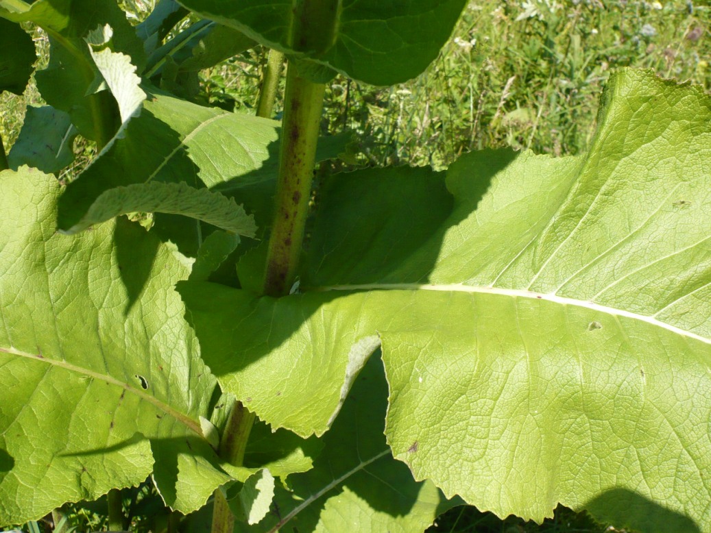 Image of Inula helenium specimen.