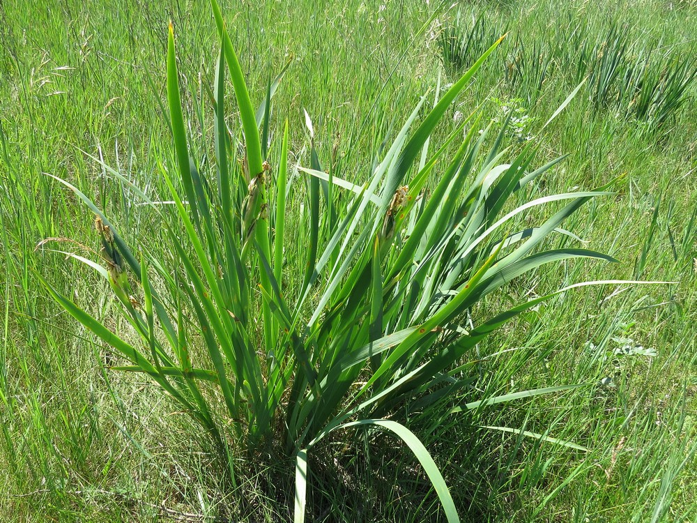 Image of Iris halophila specimen.