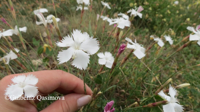 Изображение особи род Dianthus.