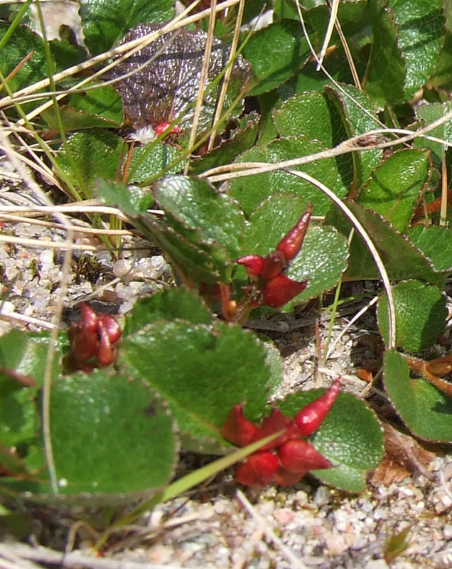 Image of Salix herbacea specimen.