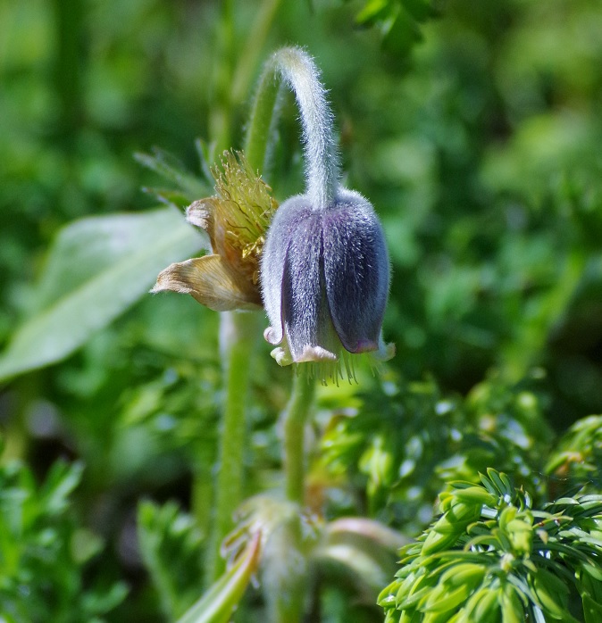 Image of Pulsatilla campanella specimen.