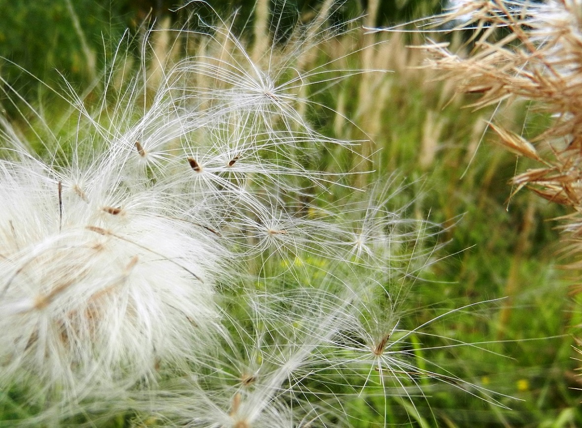 Image of Cirsium setosum specimen.