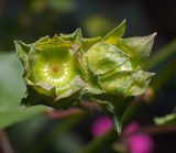 Malva trimestris. Дробные плоды. Московская обл., Раменский р-н, окр. дер. Хрипань, садовый участок. 10.09.2014.