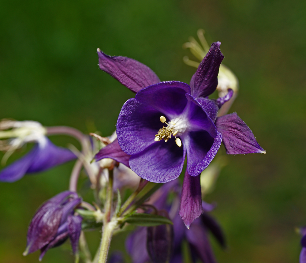 Image of genus Aquilegia specimen.