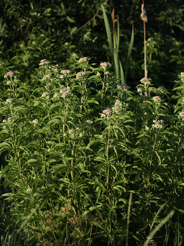 Image of Eupatorium cannabinum specimen.