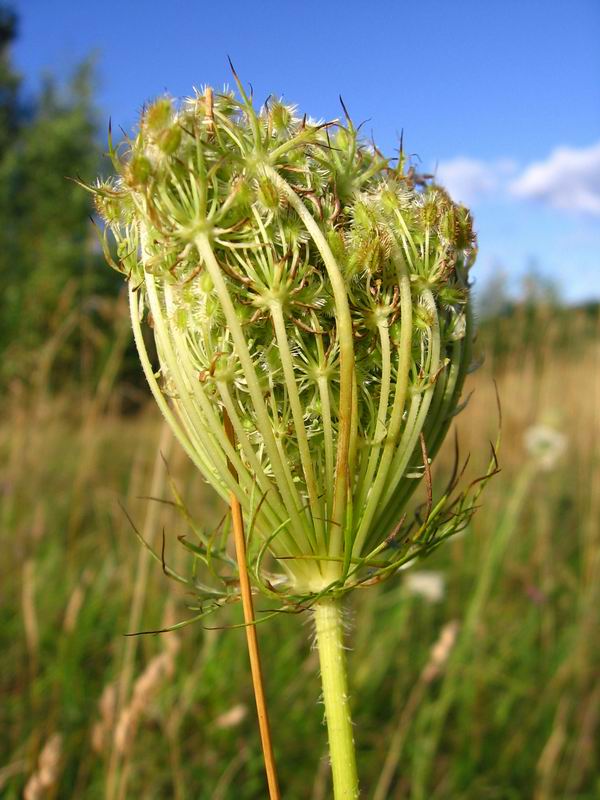 Изображение особи Daucus carota.