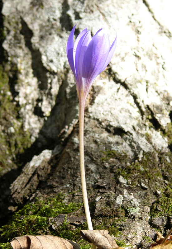 Изображение особи Crocus speciosus.