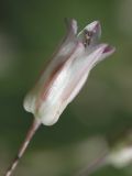 Allium setifolium