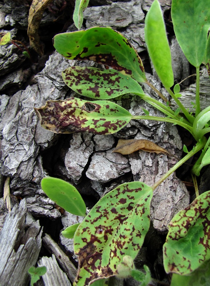 Image of Anthyllis vulneraria specimen.