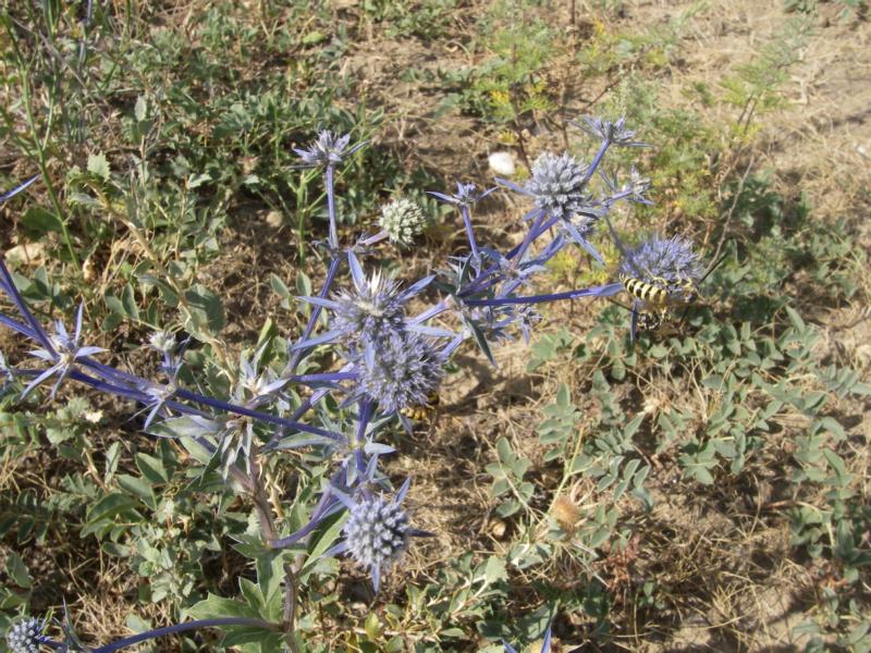 Image of Eryngium planum specimen.