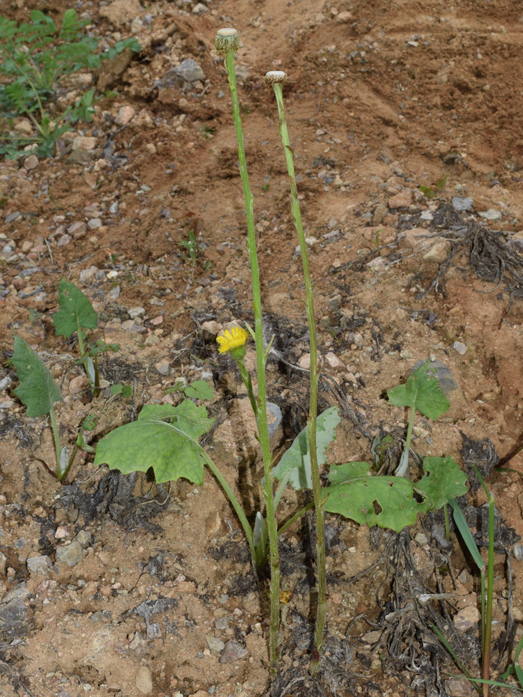 Изображение особи Tussilago farfara.