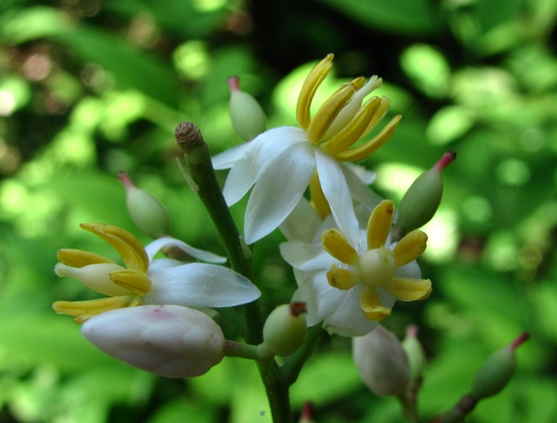 Image of Nandina domestica specimen.