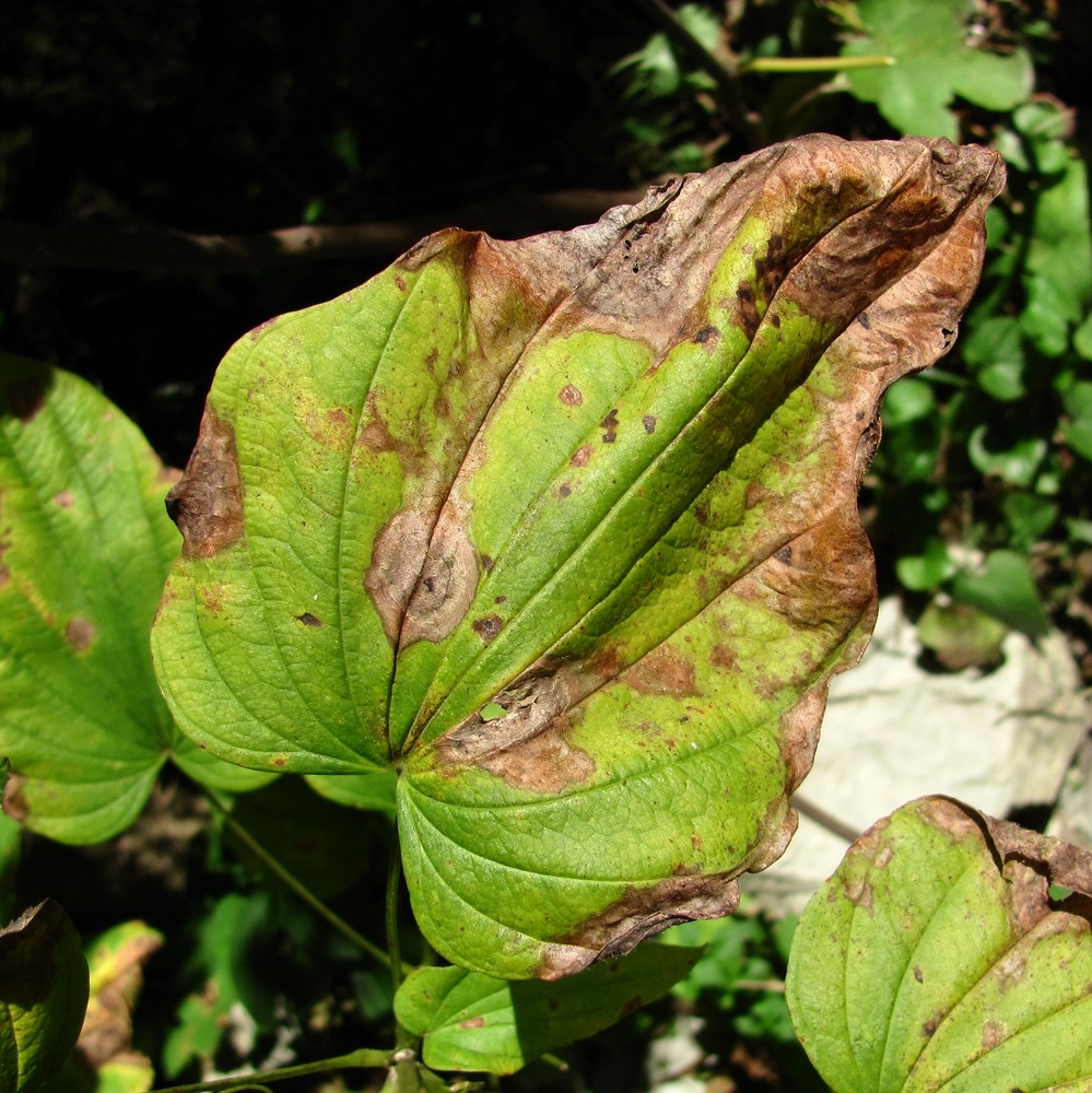 Image of Dioscorea caucasica specimen.