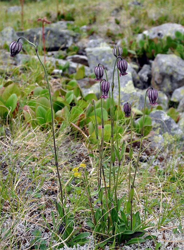 Image of Gastrolychnis tristis specimen.