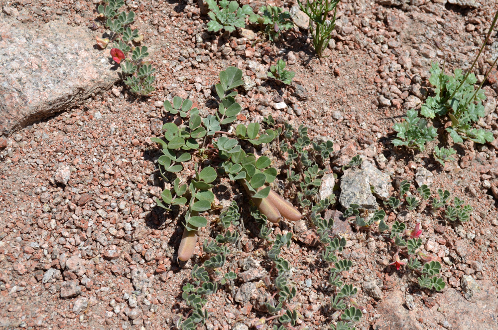 Image of Chesneya nikitinae specimen.