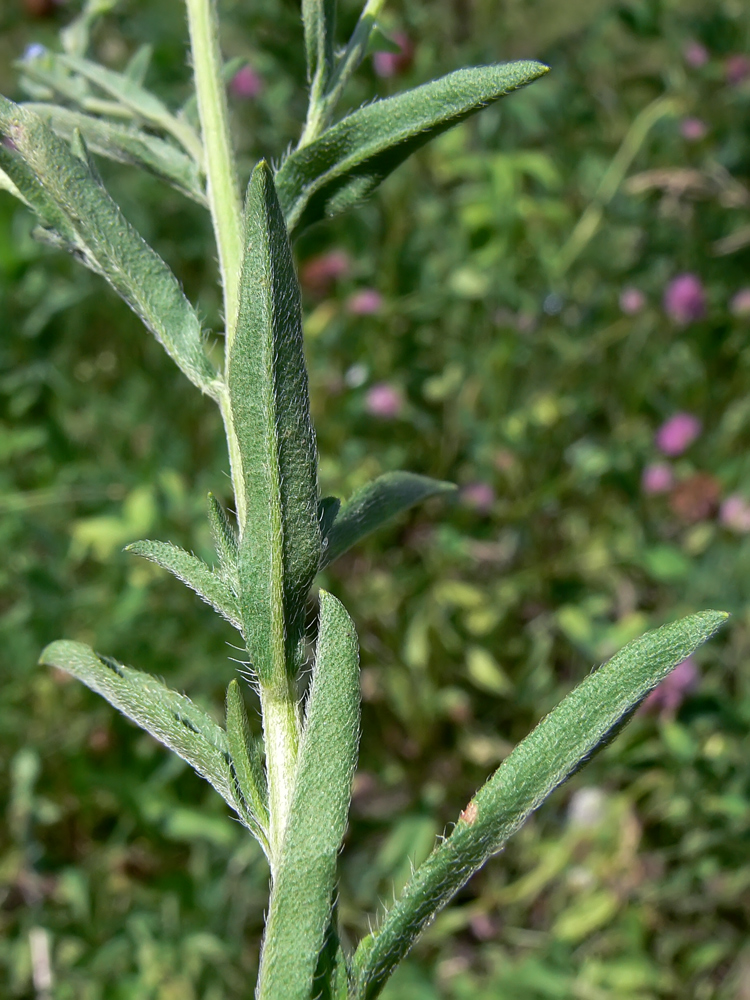 Image of Lappula squarrosa specimen.