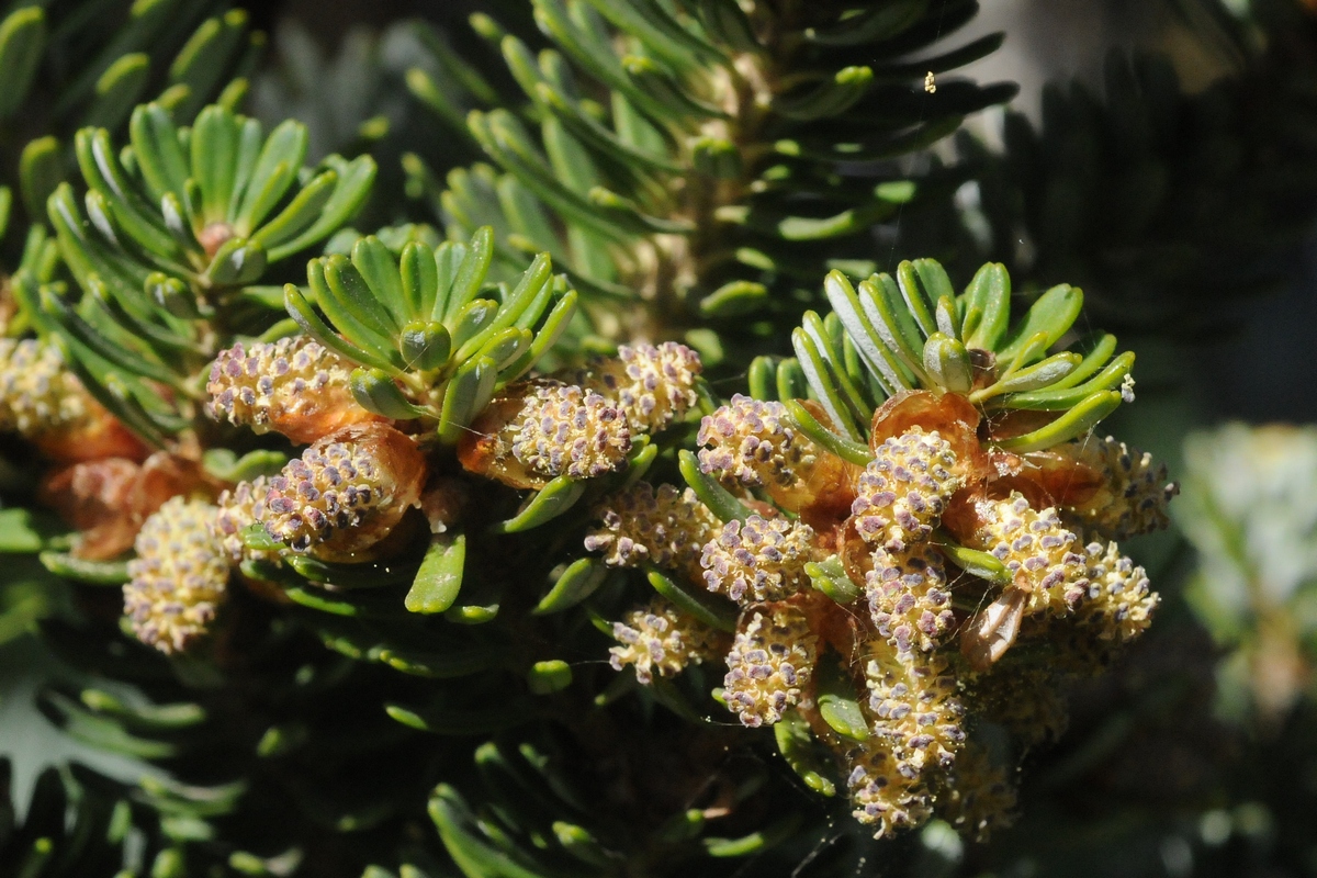 Image of Abies koreana specimen.