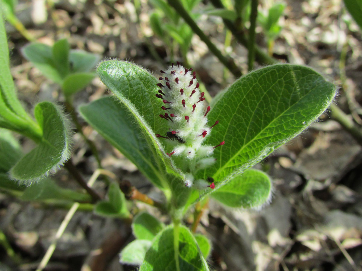 Image of Salix polaris specimen.