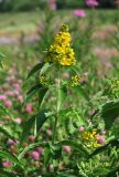 Lysimachia vulgaris