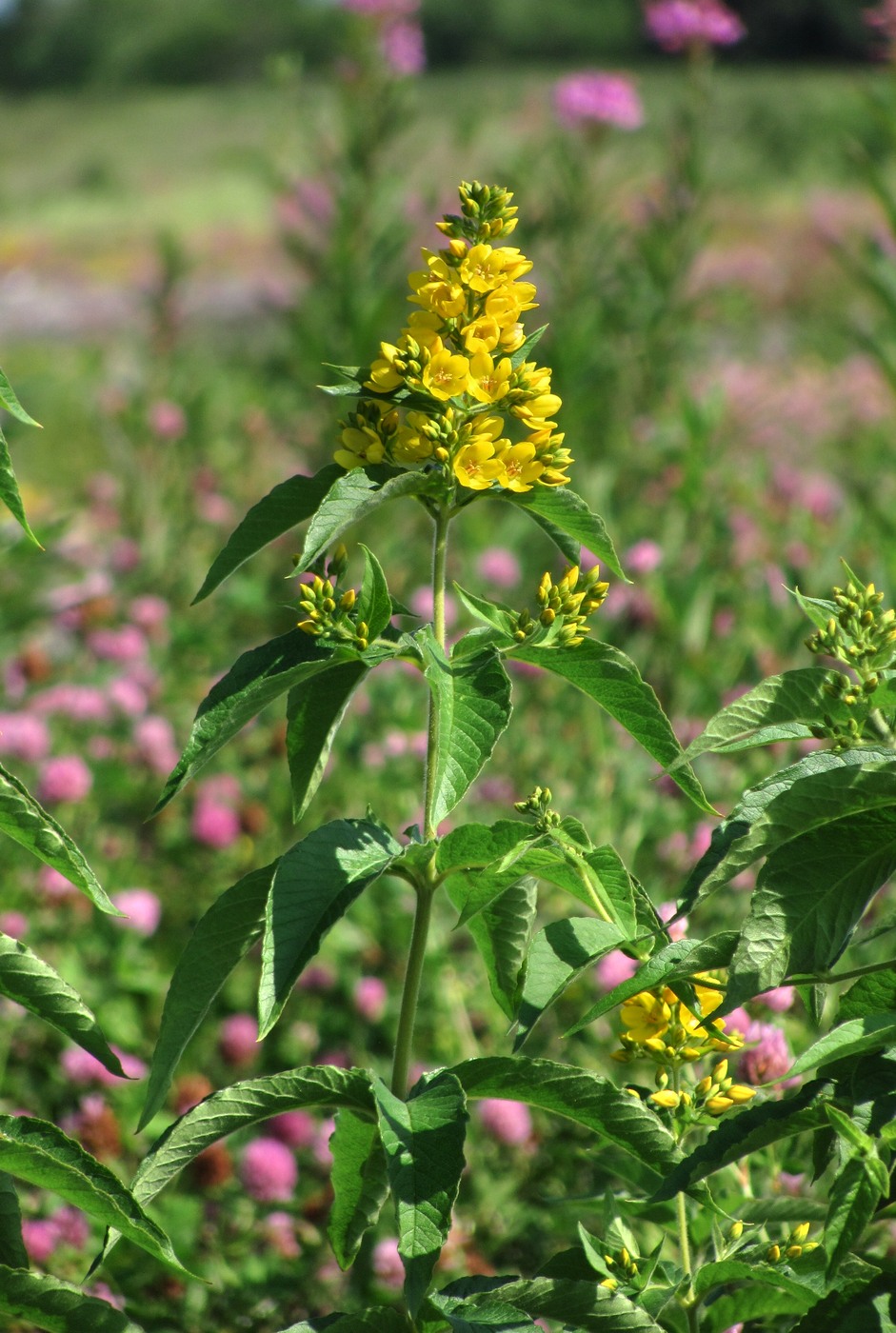 Изображение особи Lysimachia vulgaris.