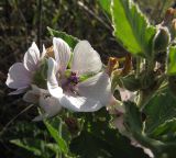 Althaea officinalis. Верхушка цветущего растения. Курская обл., Беловский р-н, берег р. Илёк. 12 августа 2009 г.