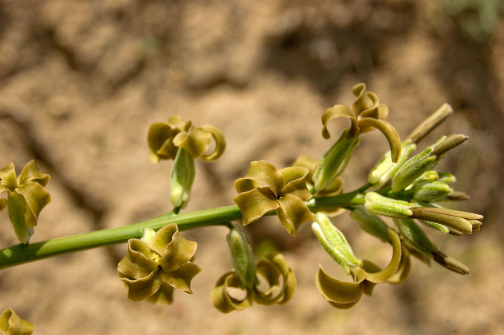 Изображение особи Matthiola tatarica.