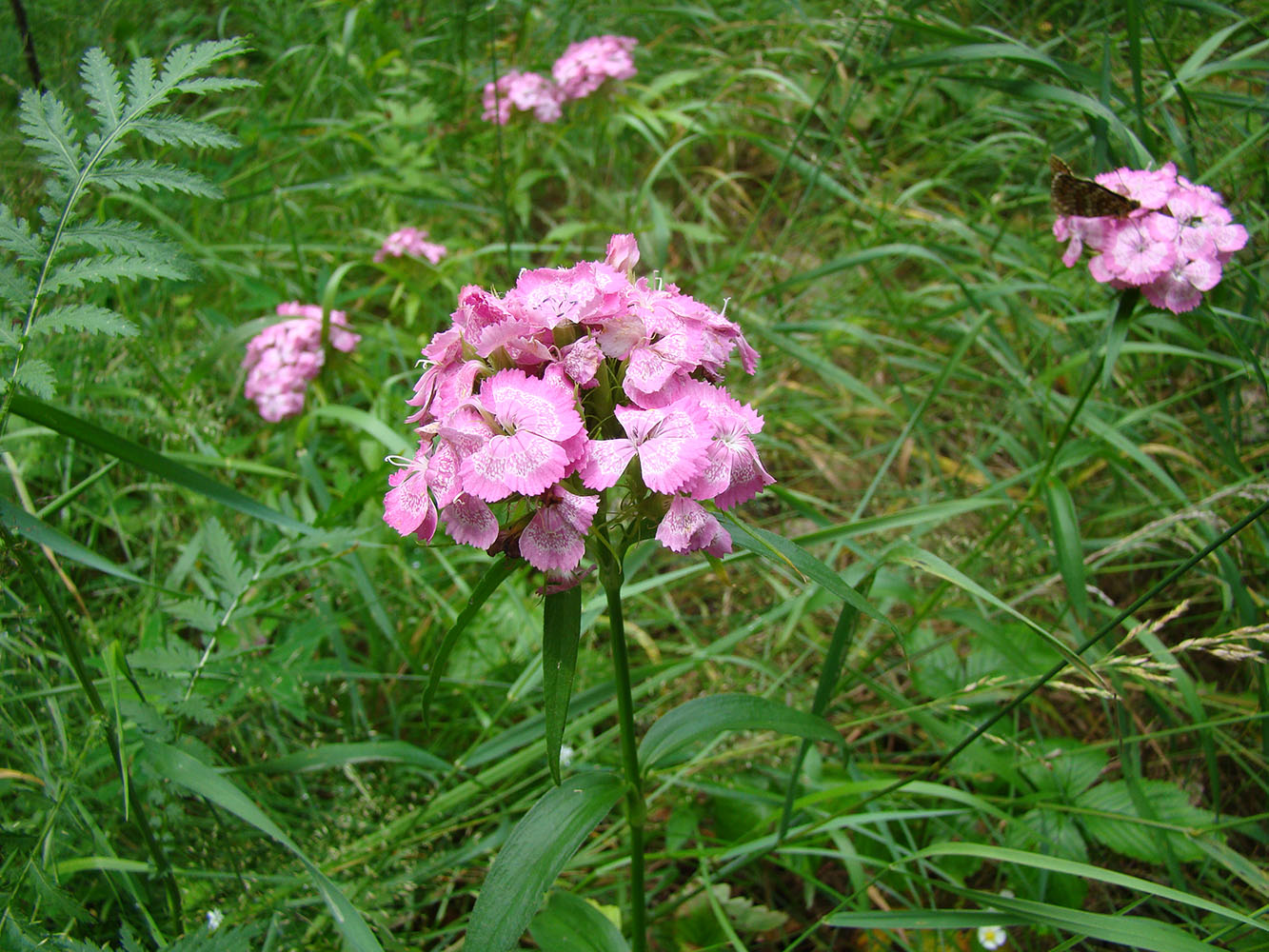 Изображение особи Dianthus barbatus.