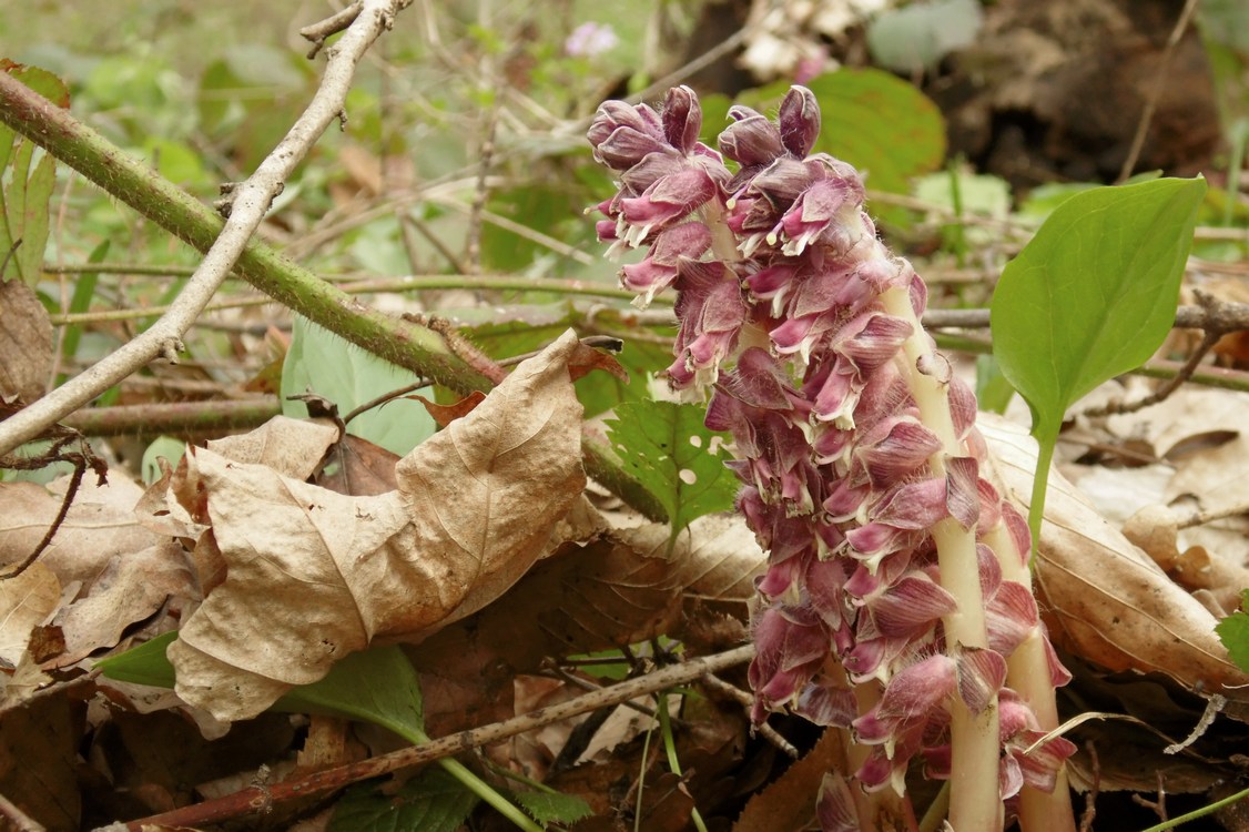 Image of Lathraea squamaria specimen.