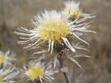 Carlina intermedia