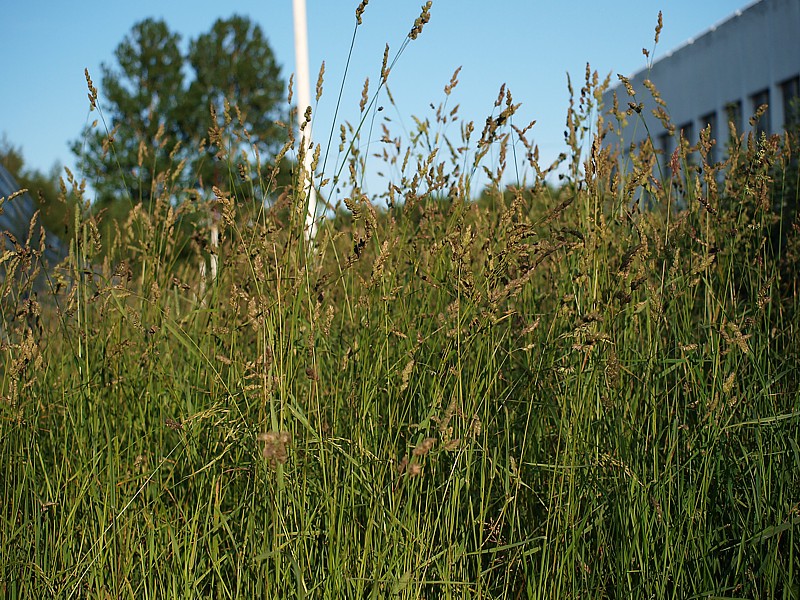 Image of Dactylis glomerata specimen.