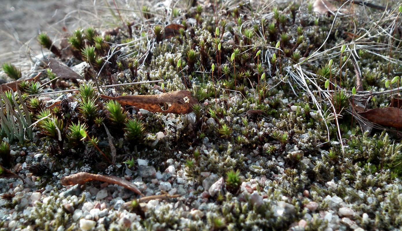 Изображение особи Polytrichum juniperinum.