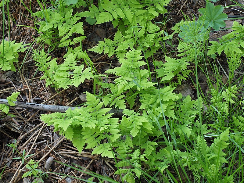 Image of Gymnocarpium dryopteris specimen.