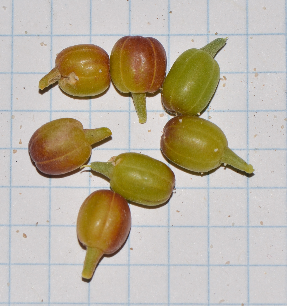 Image of Tetraena fontanesii specimen.