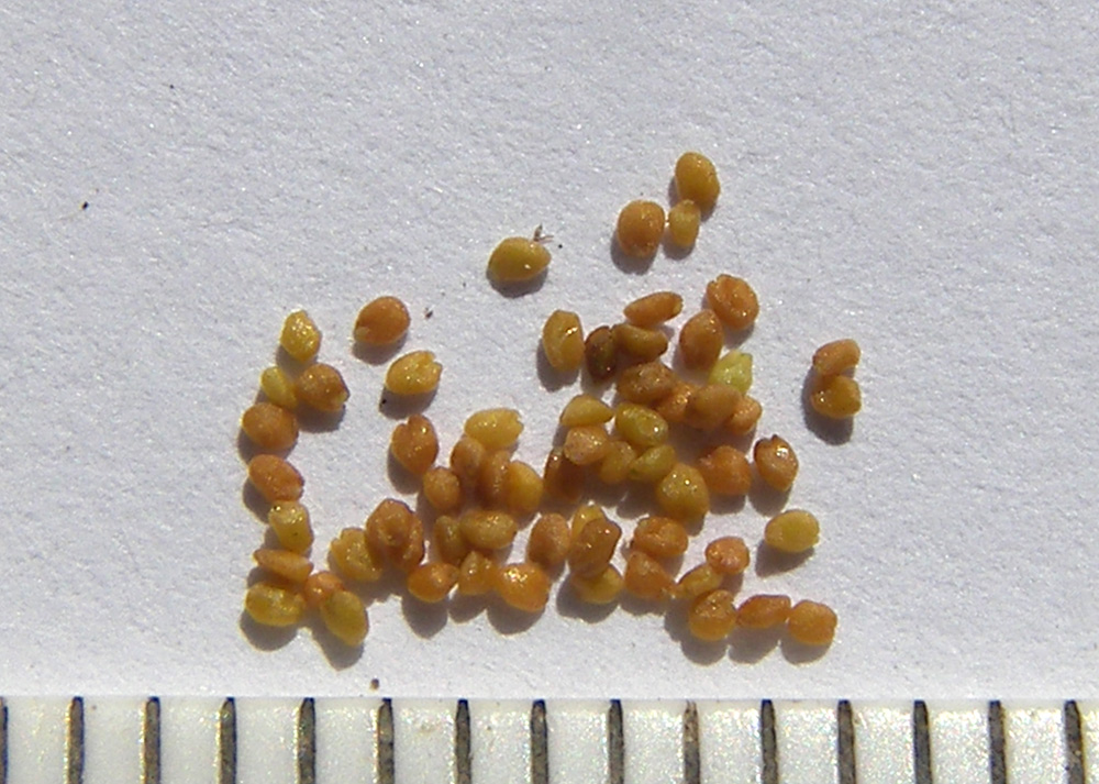 Image of Rorippa palustris specimen.