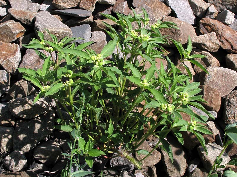 Image of Euphorbia davidii specimen.