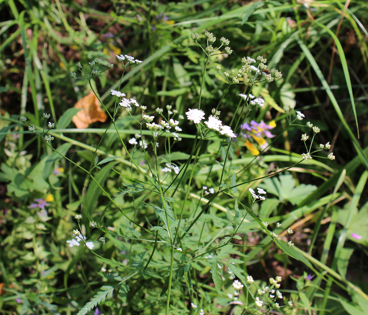 Image of Torilis japonica specimen.