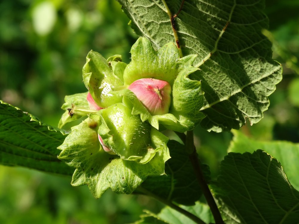 Изображение особи Corylus heterophylla.