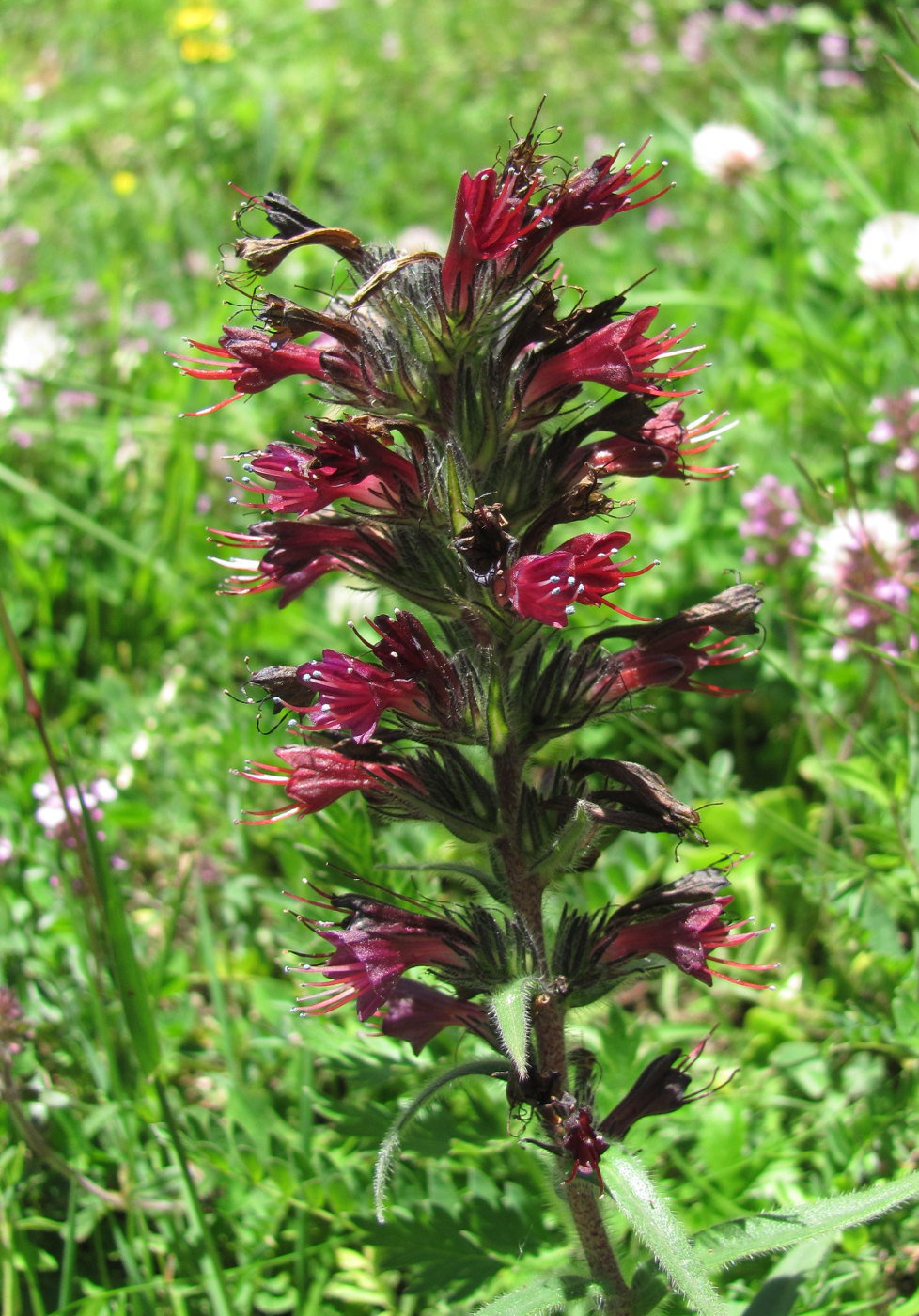 Изображение особи Echium russicum.