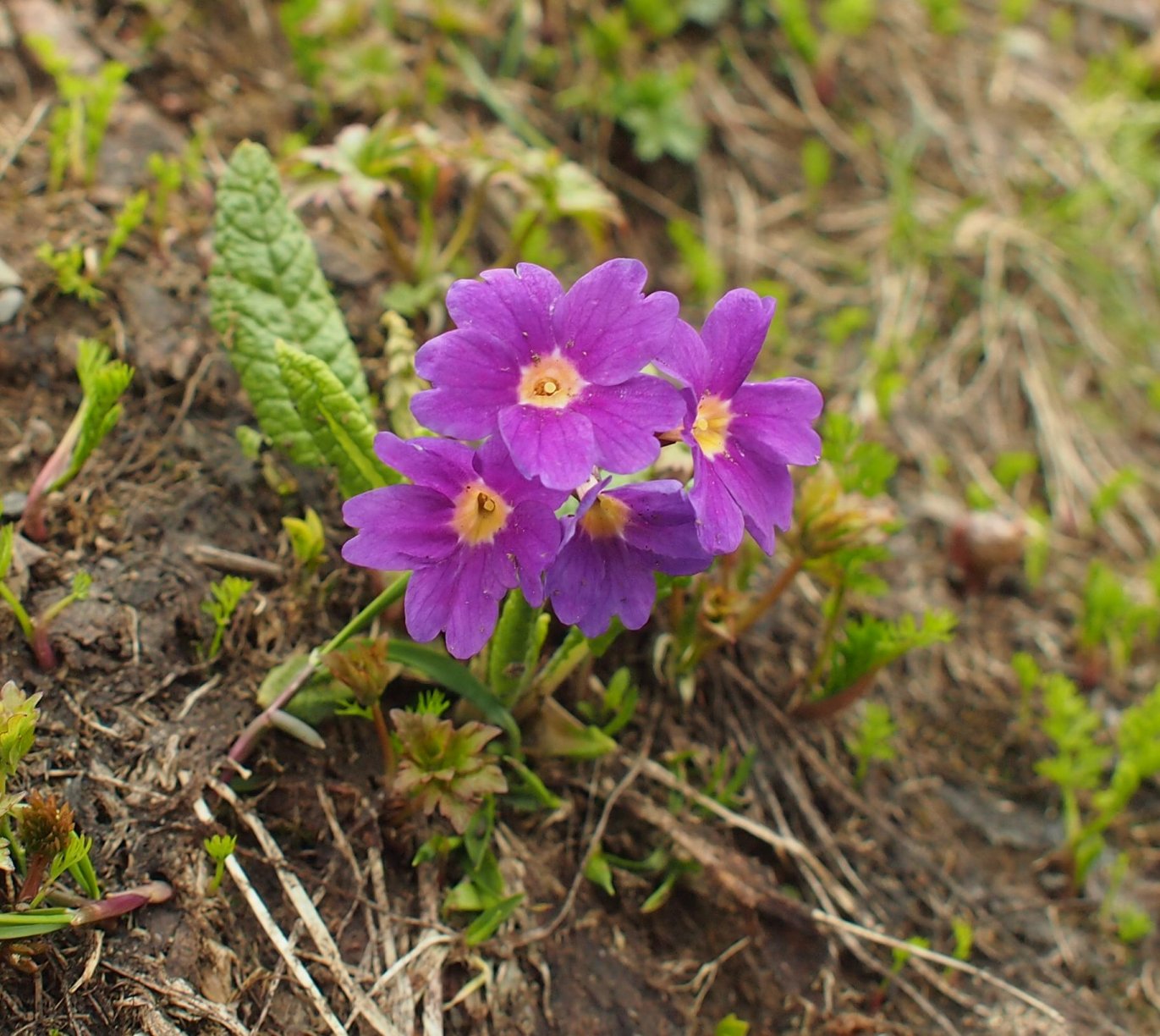 Image of Primula amoena specimen.