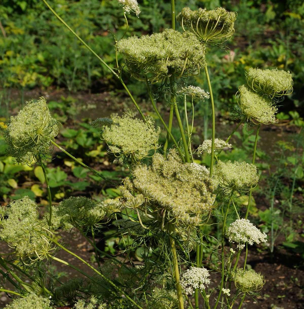 Image of Daucus sativus specimen.