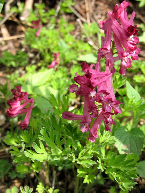 Изображение особи Corydalis buschii.