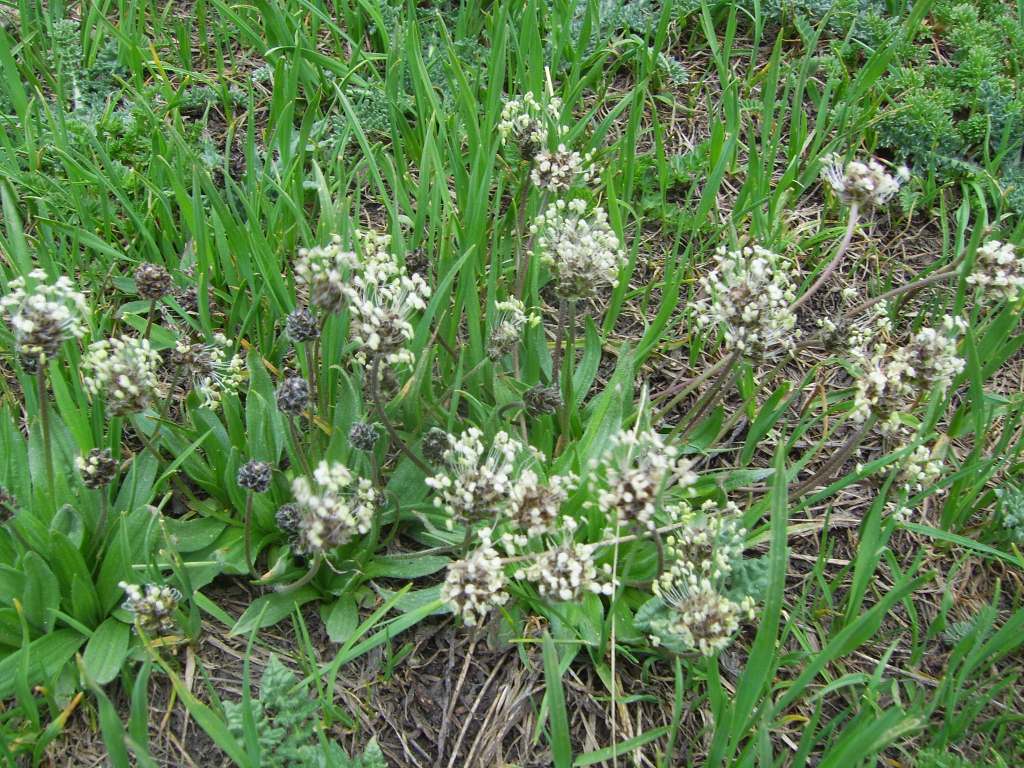 Image of Plantago atrata specimen.