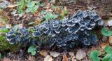 Peltigera membranacea