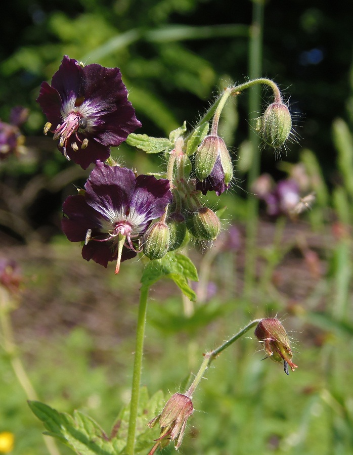 Image of Geranium phaeum specimen.