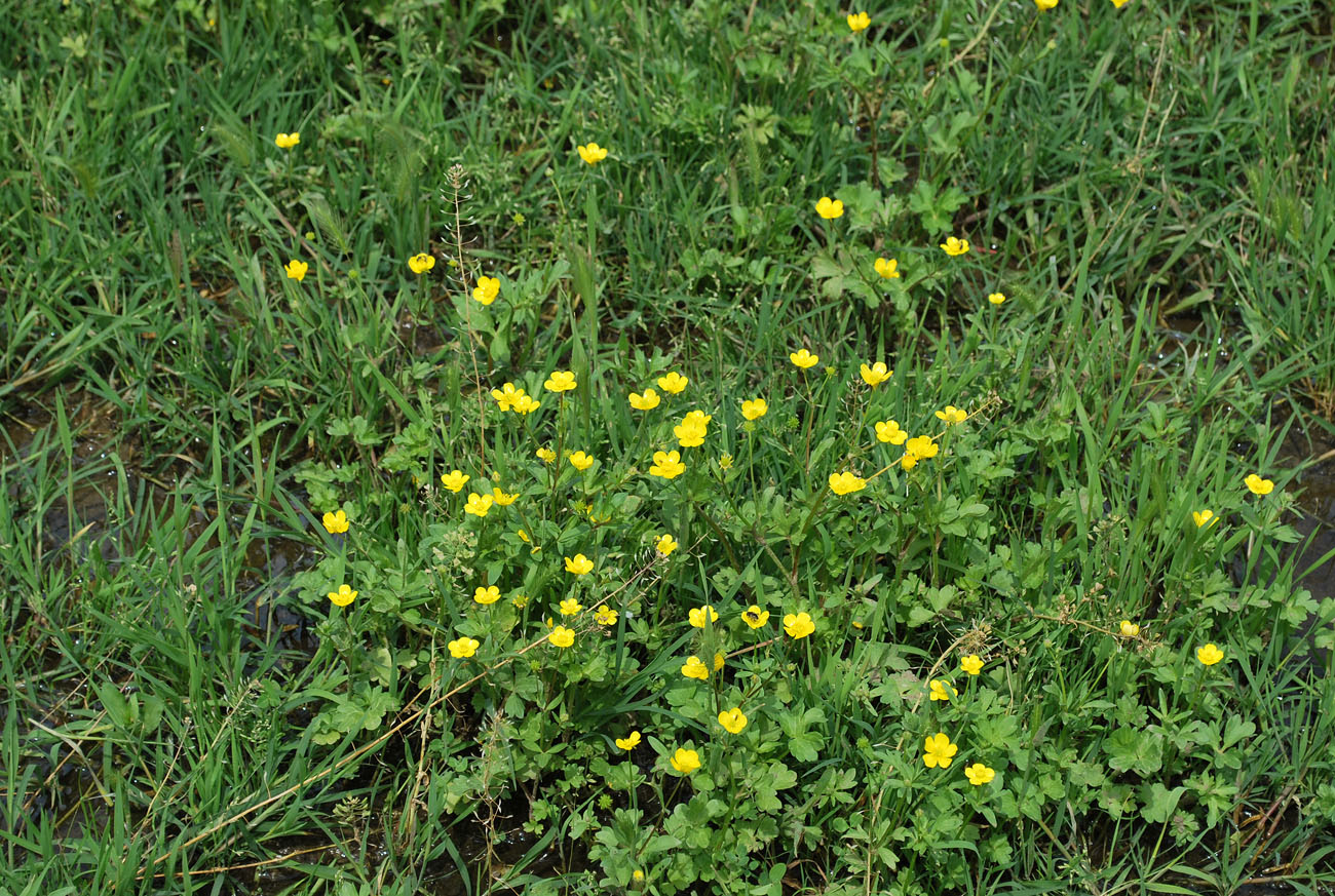 Image of Ranunculus muricatus specimen.