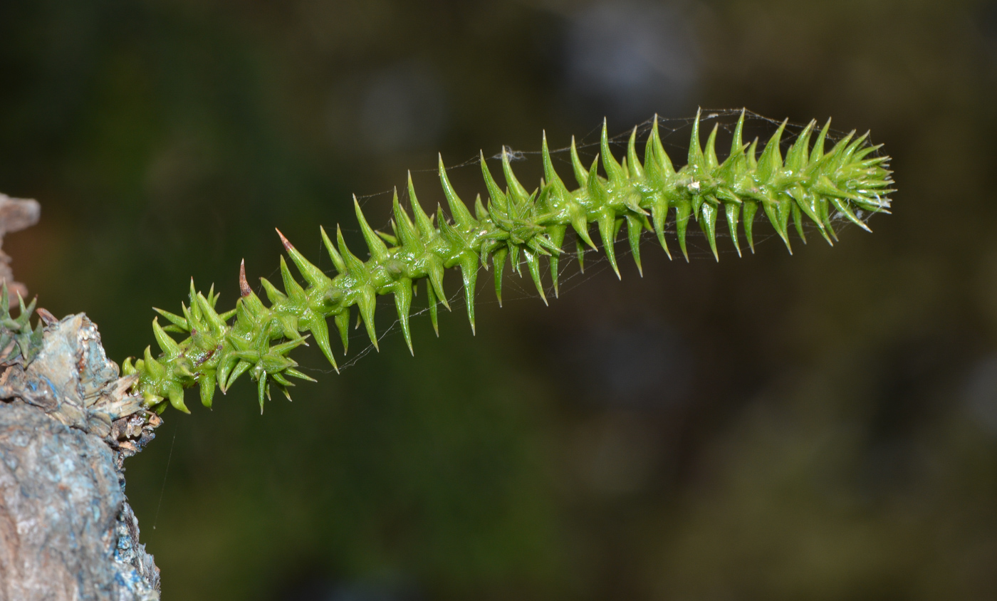 Image of Araucaria angustifolia specimen.