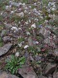 Teesdalia coronopifolia. Цветущие растения. Южный Берег Крыма, гора Аю-Даг. 27 марта 2010 г.