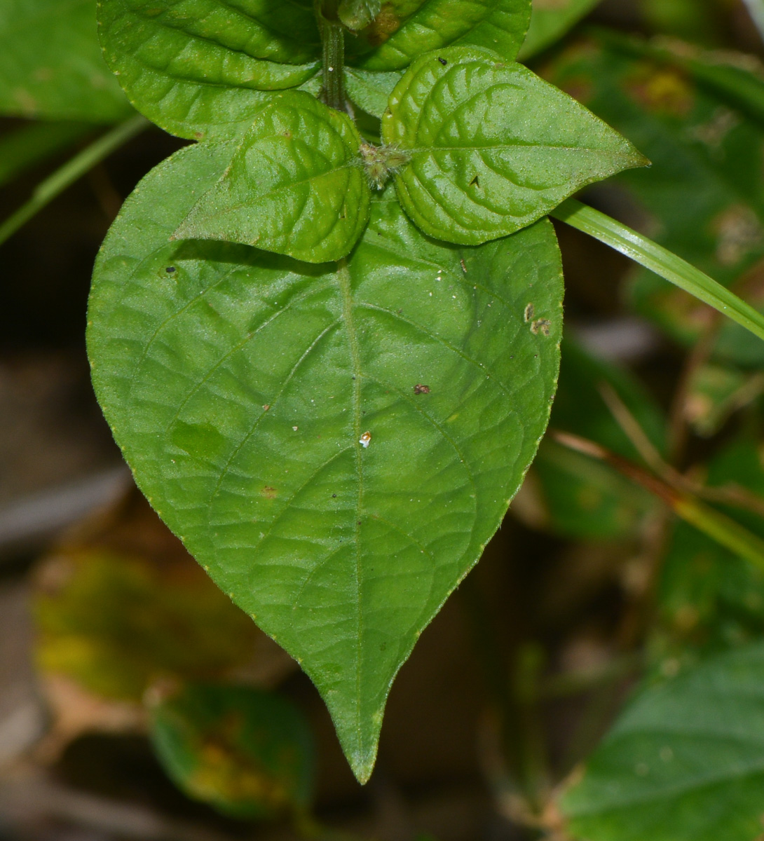 Image of Asystasia gangetica specimen.